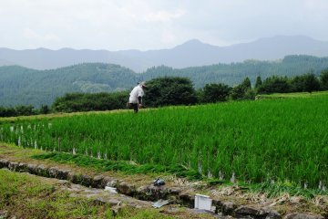 Petani setempat kadang dapat terlihat sedang bekerja di sawah pribadi