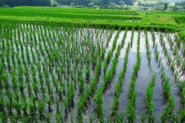 Persawahan dapat dicapai melalui sebuah jalur berkelok-kelok, namun Anda juga bisa menjangkaunya menggunakan bus yang berhenti di tepi sawah