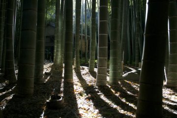 <p>Rays of sunlight</p>