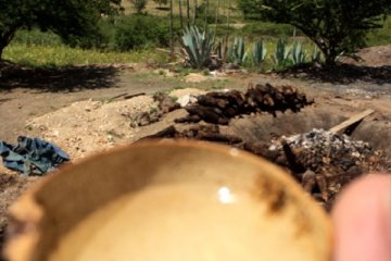 <p>The Jicara and mezcal in its natural environment</p>