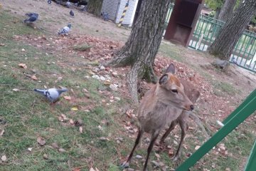 Nara Park, Warisan Dunia di Kansai