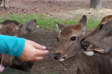 <p>Memberi makan rusa sembari selfi.</p>