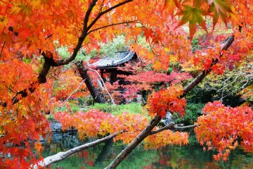<p>A small temple hides behind the foliage around the Hojo Pond</p>