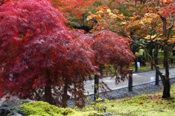 <p>Different shades of red make for a colorful palette</p>