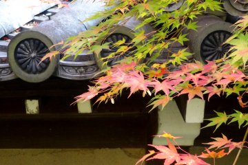 <p>Maple leaves against patterned roof tiles</p>