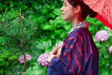 그녀의 기모노와 화우산 수국과 잘 어울린다