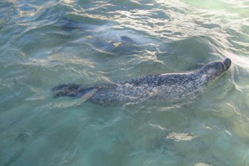 The dolphin is trying to hide...