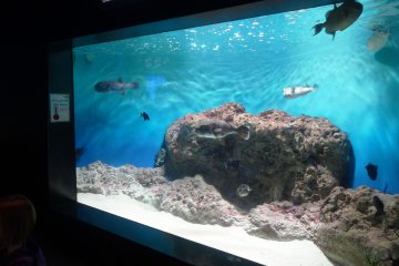 <p>A tank at the Shimonoseki&nbsp;Aquarium</p>