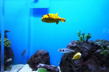 <p>A puffer fish in Shimonoseki's unique puffer fish tank</p>