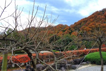 <p>Bare trees in the garden with the small mountain in autumn colors behind</p>