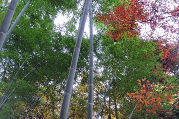 <p>Autumn in Japan is so fantastic!</p>