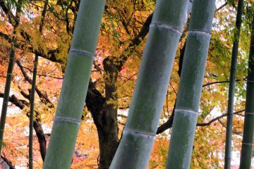 <p>Yellow maple trees seen from the bamboo grove</p>