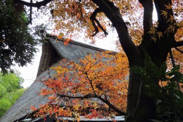 <p>Orange maple leaves and a thatched roof</p>
