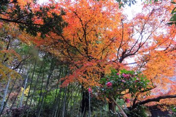 <p>Wow! how gorgeous!</p>