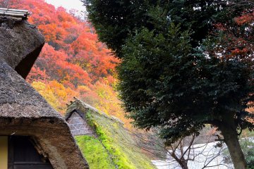 <p>Thatched roofs look so beautiful with autumn colors</p>