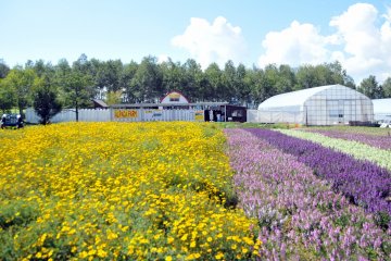 <p>The alpaca farm</p>