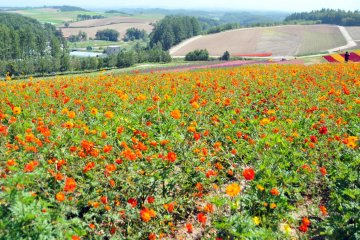 <p>These flowers were in bloom in early September.</p>