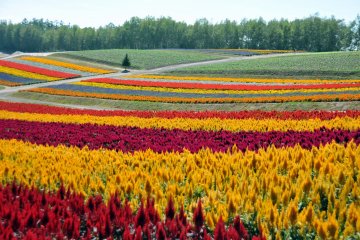 <p>The vibrant colors of the flowers are stunning.</p>