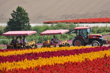 <p>Take a ride on the 'norokko'.</p>