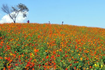 <p>Beautiful flowers everywhere you look.</p>