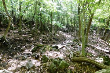 <p>The trail first passes through thick woods</p>