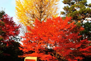 <p>The autumn leaves around the Phoenix Hall added beauty to the newly renovated hall</p>
