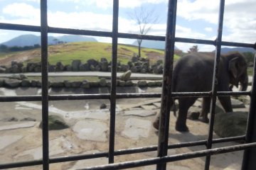 <p>The animals have a large amount of space to roam</p>