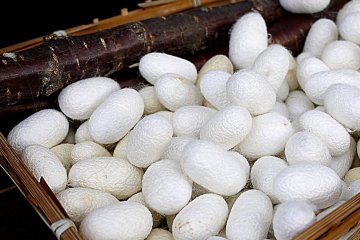 <p>Silk worm cocoons</p>