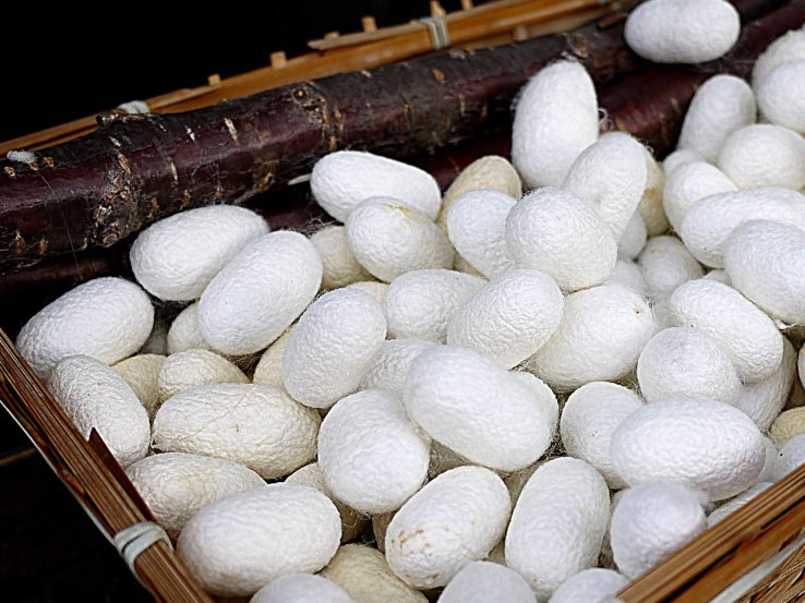 <p>Silk worm cocoons</p>
