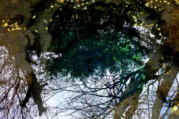<p>Trees reflected in one of the ponds</p>