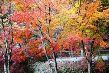 가을 단풍