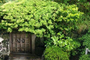 <p>Out of my right eye I see a manicured miniature tree,&nbsp;like an immaculate specimen of bonsai, framing&nbsp;an ancient door just asking to be opened.</p>