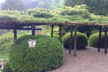 <p>Yuryu no Matsu is a 600 year old pine tree that has been trained to grow sideways as a canopy above the temple walkway. &nbsp;It is also nicknamed as a playing dragon in 1857 by Hanayama Ieatsu.</p>