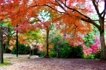 Miyajima Momijidani Park