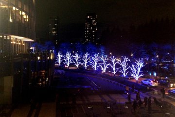 <p>Illuminated trees line the street</p>