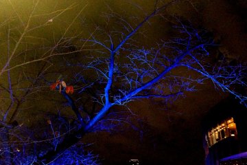 <p>A few orange cherry leaves clinging to eerie blue branches</p>