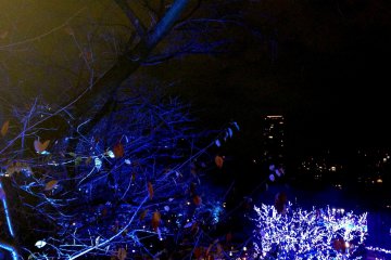 <p>Bare cherry tree boughs also turn blue</p>
