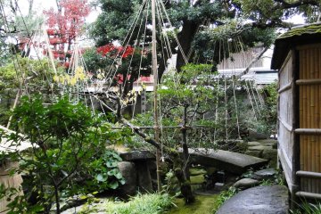 <p>Some of the trees in the garden are over 400 years old</p>