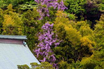 Wild wisteria
