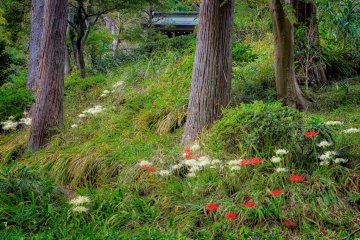 These summer flowers are called Nirvana flowers