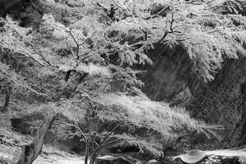 Snow in the garden