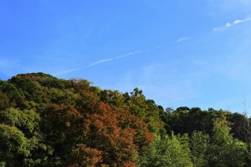 <p>Trees turning color in mid October under the clear blue sky</p>