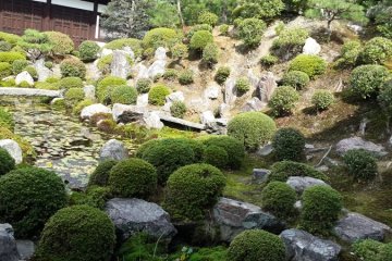 Tanaman bonsai.