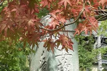 Pohon maple yang mulai memerah di Tofuku-ji Temple.