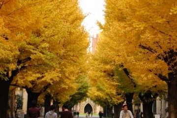  Musim Gugur di Universitas Tokyo