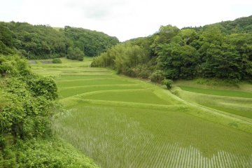 Rice paddies
