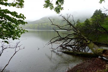We saw some fallen timbers in the south corner of the lake