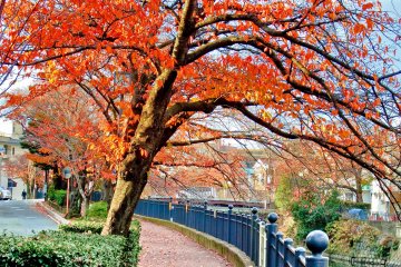 <p>Before gradually changing to orange</p>