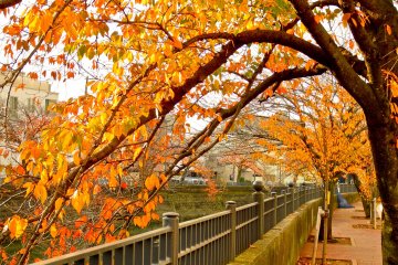 <p>These orange leaves will then change again into yellow colored leaves</p>