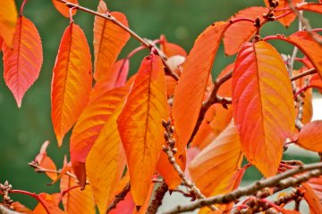 <p>Just some of the many bright and beautiful orange leaves along the river</p>